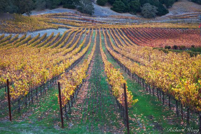 Vineyard Fall Colors Along the Silverado Trail in the Stag's Leap District, Napa Valley, California, photo