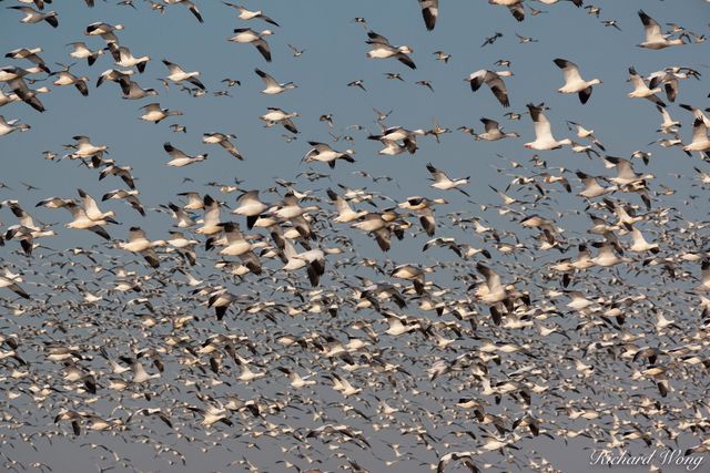 The Flock print