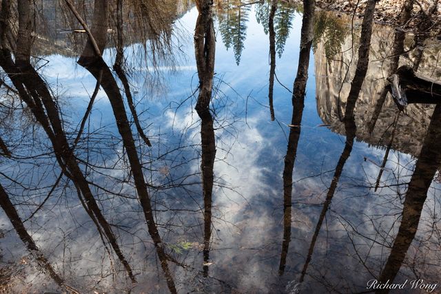 Trees in Mirror Lake, Yosemite National Park, California