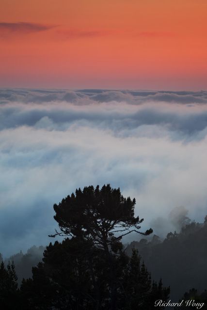 Tree in a Sea of Fog at Sunset, Berkeley, California