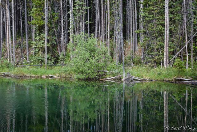 Forest Reflection at Herbert Lake, Banff National Park, Alberta, Canada, Photo