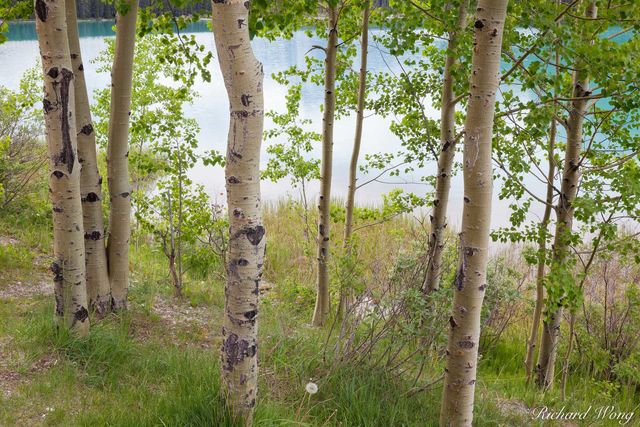 Aspen Trees, Lower Waterfowl Lake, Banff National Park, Alberta, Canada, photo