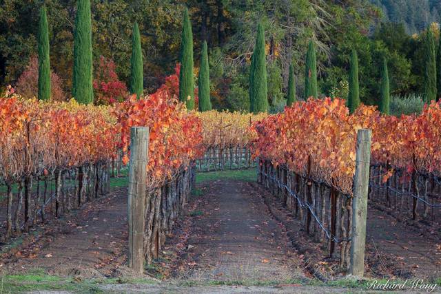 Moonrise Over Boeschen Vineyards in Fall, St. Helena, California, photo