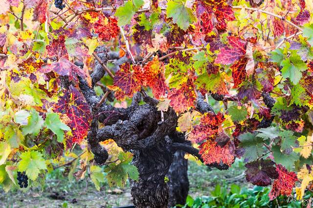 Old Grapevine and Fall Foliage, Napa Valley, California﻿, photo