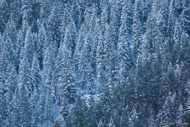 Snow-Covered Trees Above Yosemite Valley, Yosemite National Park, California