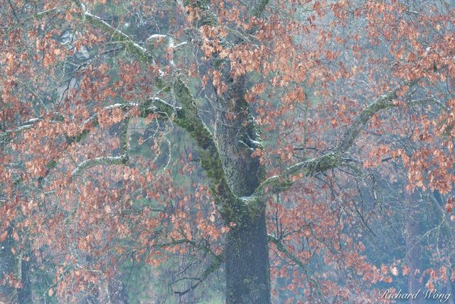 Black Oak in Late Fall Snowstorm, Yosemite National Park, California