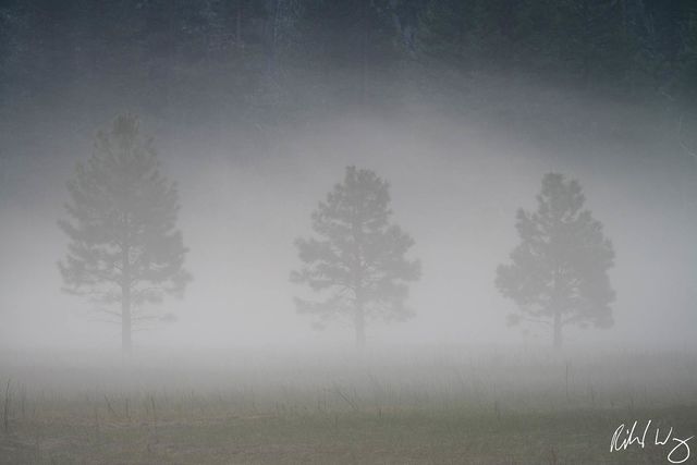 Three Trees in Fog, Yosemite