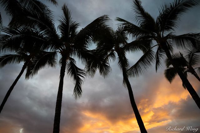 Waikiki Nights print