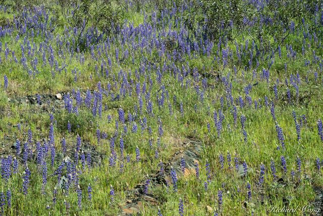 Lupine Spring Wildflowers, Tuolumne County, California