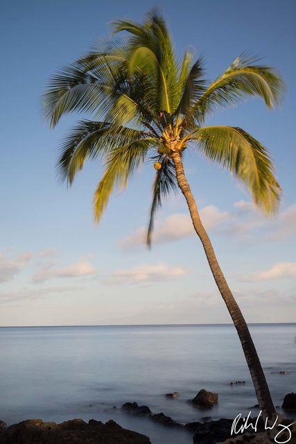 Maui Palm Trees photo