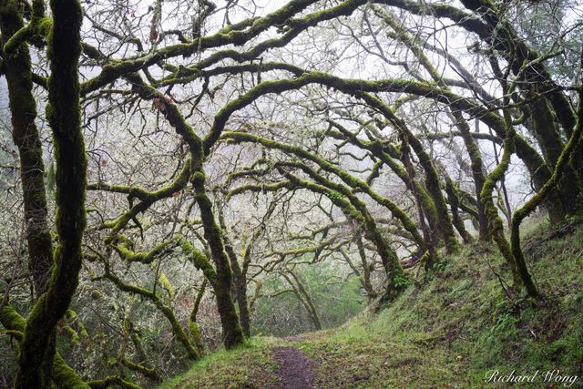 Tree-Lined Hiking Trail, Cascade Canyon Open Space Preserve, Marin County, California