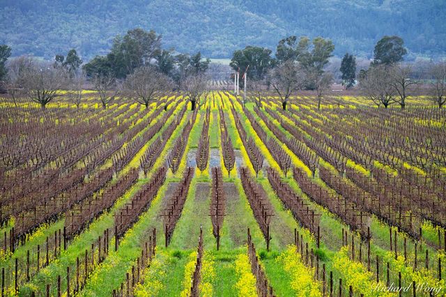Napa Vineyards in Winter print