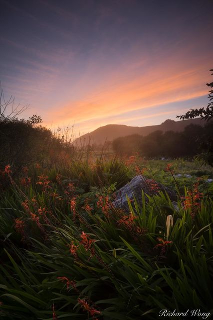 Spring Flowers, Pacifica, California