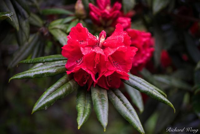 Red Rhododendron print