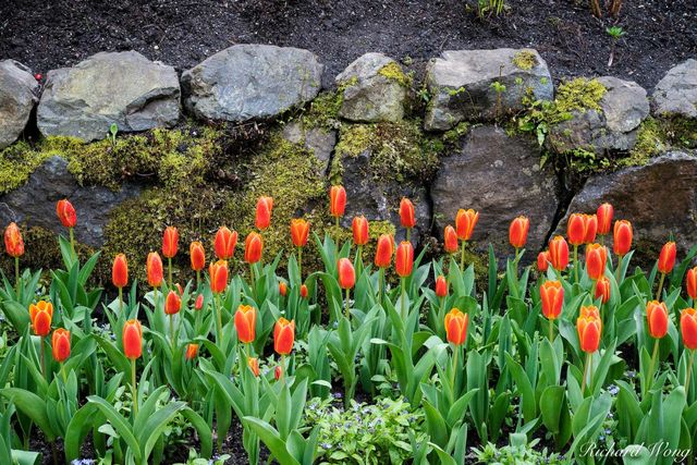 Butchart's Tulips print