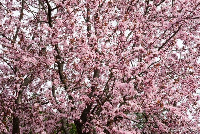 Cherry Blossoms at The Butchart Gardens, Vancouver Island, B.C., Canada