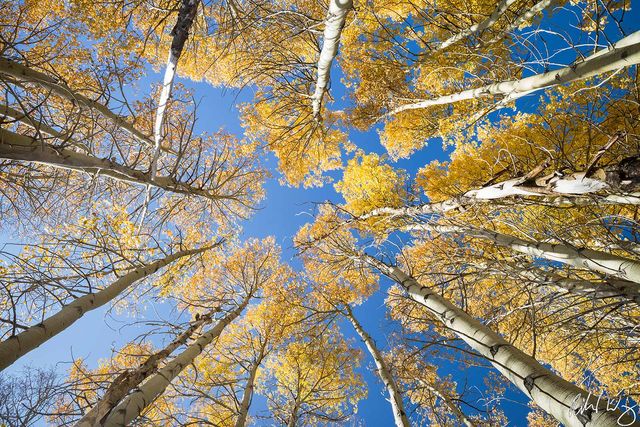 Hope Valley Aspen Tree Canopy In Fall Season, El Dorado National Forest, California