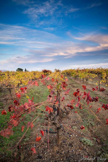 Red Vines print