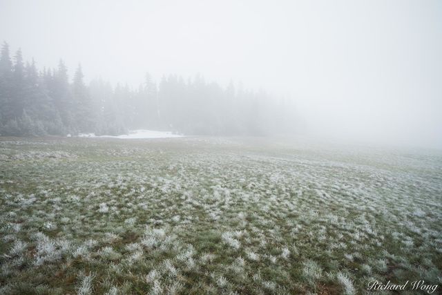 Snow Storm on Hurricane Ridge, Olympic National Park, Washington, photo