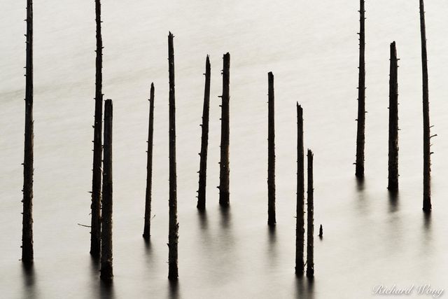 The Flood print