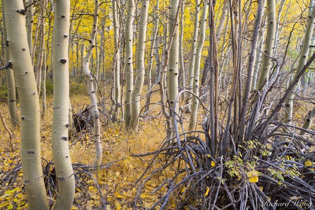 Aspen Trees in Fall Near Convict Lake, Inyo National Forest, California