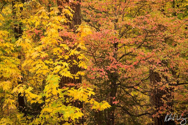 Peak Fall Color, Yosemite Valley, California