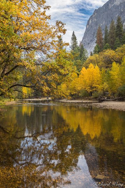 Big Leaf Maple Fall Colors Along Merced River, Yosemite National Park, California