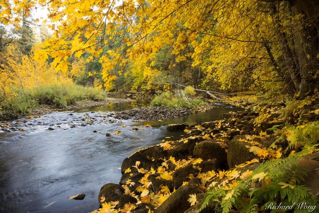 Big Leaf Maple Fall Colors Along Merced River, Yosemite National Park, California