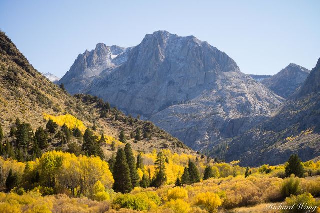 June Lakes Loop Aspen Fall Color With Carson Peak in Background, Eastern Sierra, California