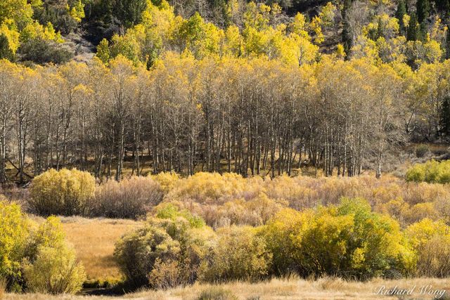 Grove of Aspen Trees in Fall Along June Lakes Loop, Eastern Sierra, California