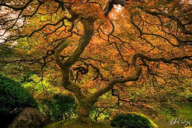 portland japanese garden maple tree photo