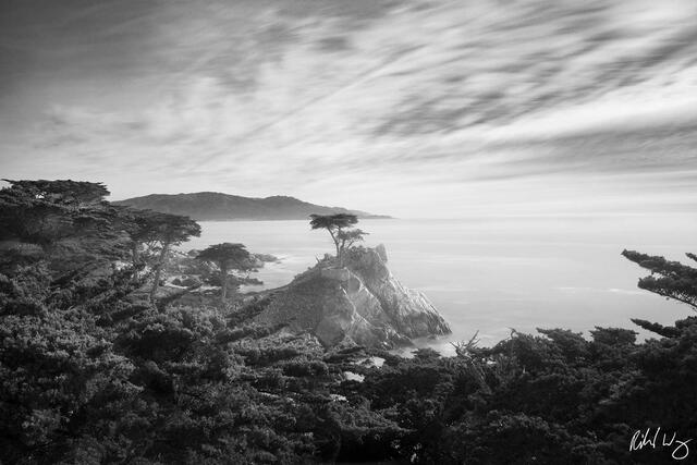 The Lone Cypress Black & White print
