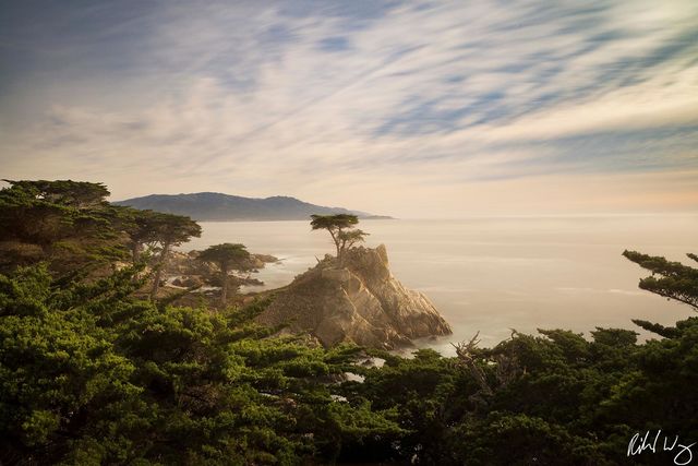 the lone cypress tree, 17 mile drive, pebble beach, california, photo