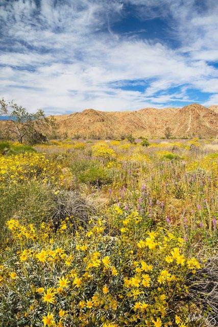 Desert Brittlebush, Joshua Tree National Park, California