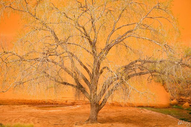 Cottonwood Tree, Monument Valley Tribal Park, Arizona