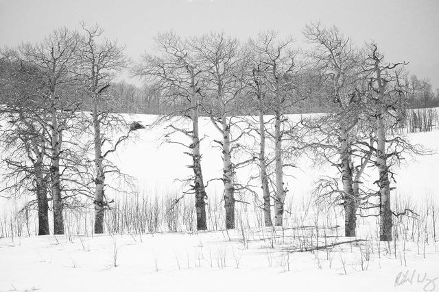 Bare Aspen in Snow Black & White Photo, Boulder Mountain, Utah