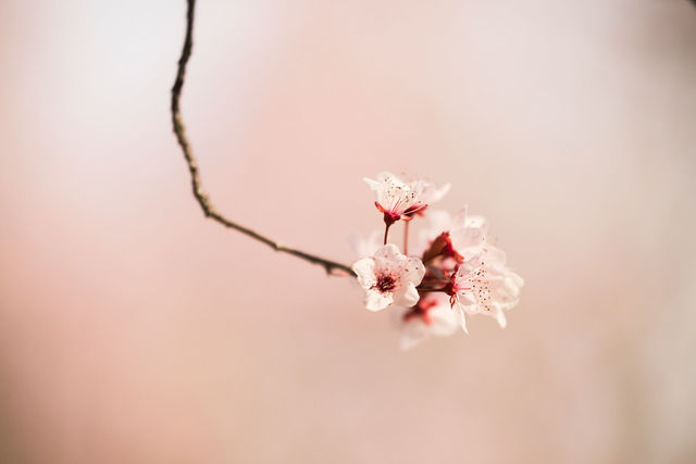 Cherry Blossom, Calistoga, California, Photo