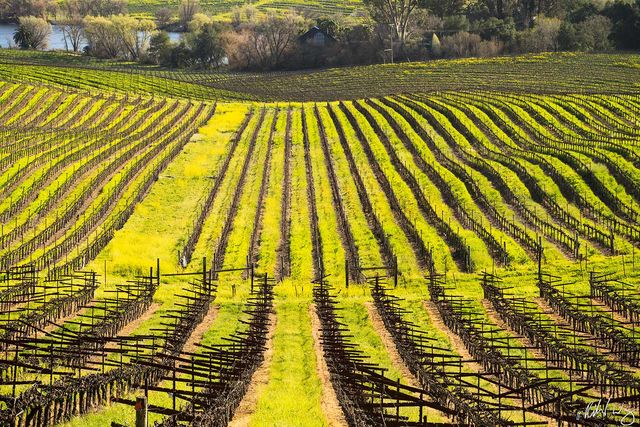 Los Carneros AVA print