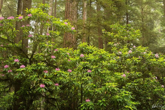 Rhododendon Bloom at Stout Grove, Jedediah Smith Redwoods State Park, California, Photo