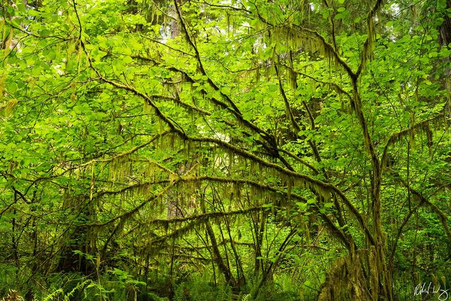 Simpson-Reed Old-Growth Forest, Jedediah Smith Redwoods State Park, California, Photo