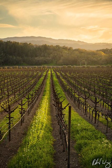 Yountville Vineyard Sunset, Napa Valley, California photo