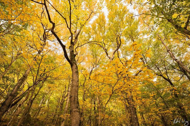 Fall Colors at Smugglers' Notch, Mount Mansfield State Forest, Vermont