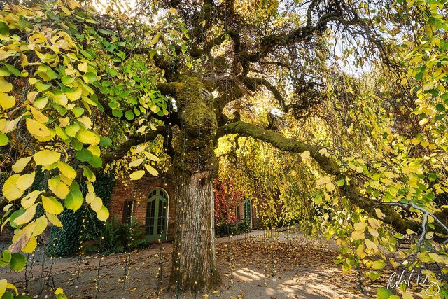 Camperdown Elm Tree at Filoli Garden, Woodside, California