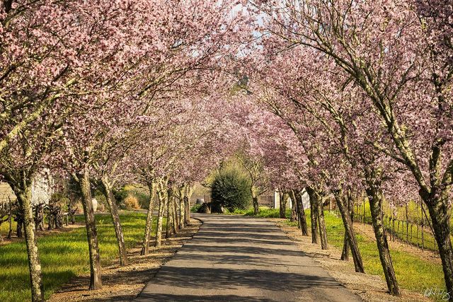 Calistoga Backroads print