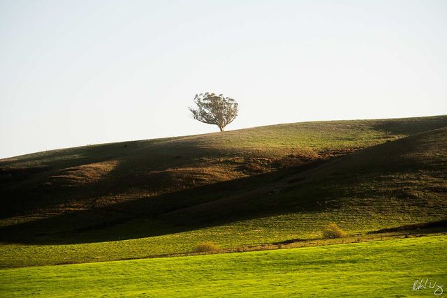 Tree on Hill With Afternoon Sidelighting, Valley Ford, California, Photo