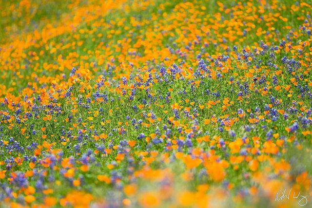 Golden Poppies & Lupine, Merced River Canyon, California