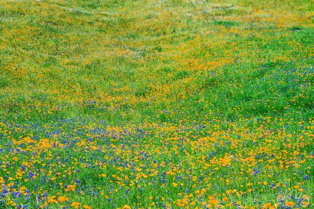 Spring Wildflowers, Merced River Canyon, California