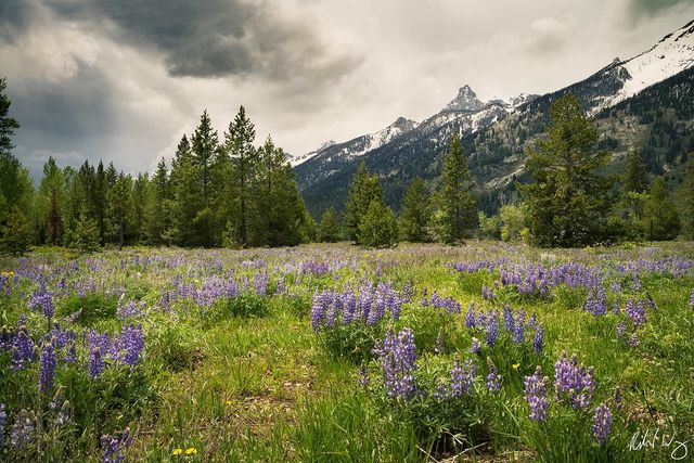 Grand Teton Wildflowers