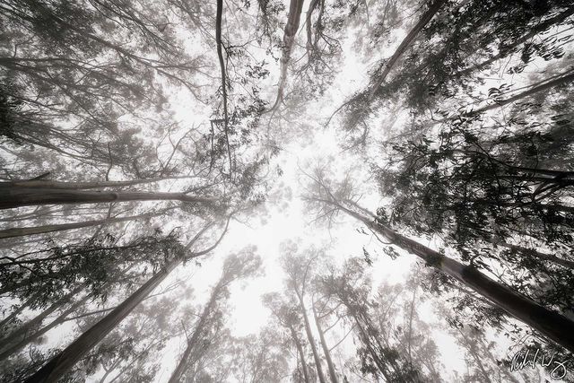 Foggy Eucalyptus Forest Tree Canopy, San Francisco, California