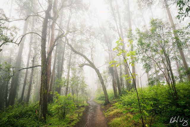 Cloud Forest print